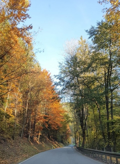 Straße, vom Herbstlaub bunt gefärbt